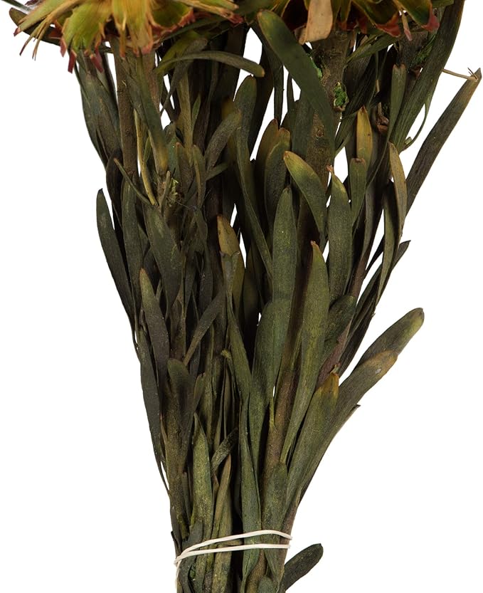 Vickerman 8-20" Aspen Gold Plumosum, Female, 8 flower heads per bundle, Preserved