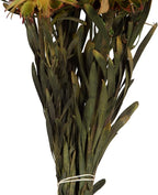 Vickerman 8-20" Aspen Gold Plumosum, Female, 8 flower heads per bundle, Preserved