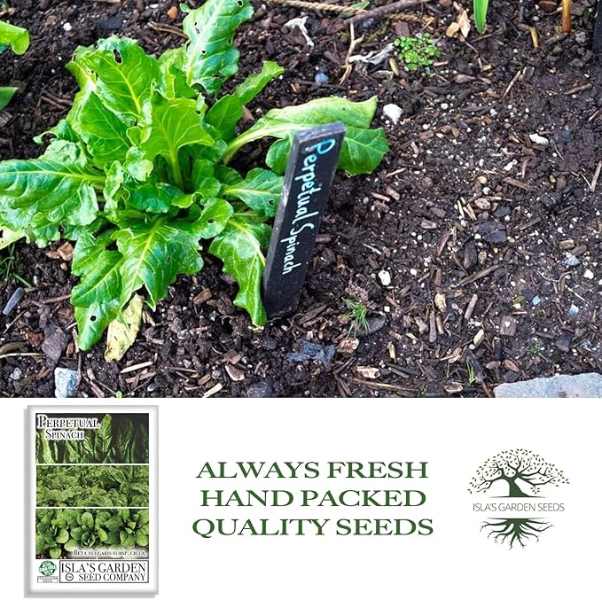 Perpetual Spinach Seeds for Planting, 300+ Heirloom Seeds Per Packet, (Isla's Garden Seeds), Non GMO Seeds, Botanical Name: Beta vulgaris subsp. vulgaris, Great Home Garden Gift