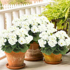 CITYES 3 Pcs Artificial Geraniums Flowers Silk Geraniums for Outdoors UV Resistant White Artificial Geranium Bush Faux Flowers Plant for Planter Garden Home Decor Indoor Patio Vase Table Centerpiece
