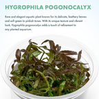 SubstrateSource Live Aquarium Plant - Hygrophila pogonocalyx - Snail Free in-Vitro Intermediate Care Freshwater Aquatic Plants for Aquascaping, Med - High Light, Moderate Growth - Tissue Culture