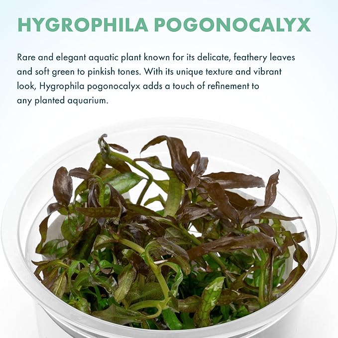 SubstrateSource Live Aquarium Plant - Hygrophila pogonocalyx - Snail Free in-Vitro Intermediate Care Freshwater Aquatic Plants for Aquascaping, Med - High Light, Moderate Growth - Tissue Culture