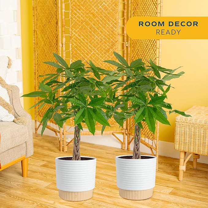 Costa Farms Money Tree Live Plants in Decorative Pot, Large Air Purifying Indoor Houseplant, Perfect for Home, Room, or Office Decor, Great House Warming or Birthday Gift, 3-4 Feet Tall, Pack of 2