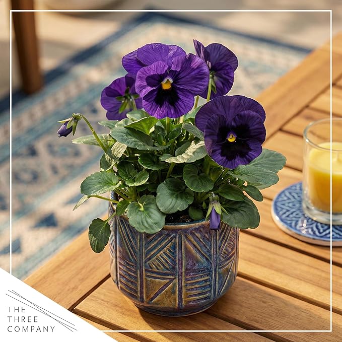 Live Healthy Flowering Pansies - Purple Blotch (4 Plants Per Pack), Beautiful Winter Color, 6" Tall by 4" Wide in 1 Pint Square Pot