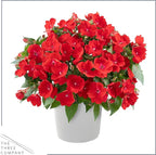 Live Flowering New Guinea Impatiens - Grower's Choice Assorted Colors (3 Plants Per Pack) - Beautiful Shade Flowers - 12" Tall by 5" Wide in 1 Qt Pot