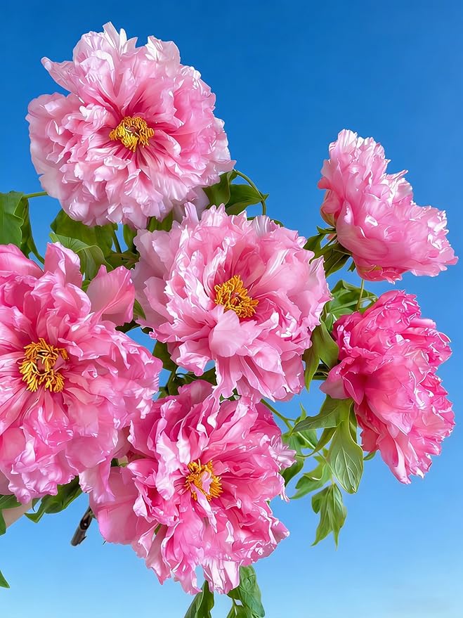 Double Hibiscus grandiflorus Seeds for Planting, 201+pcs Rare Perennial Giant Peony Hibiscus Grandiflorus Flower Seeds, Non-GMO Heirloom Beauty Blooms Flowers Plants for Home Garden Outdoors