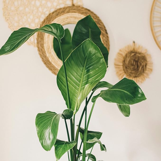 Live White Birds of Paradise Plant - 'White Birds of Paradise' Strelitzia nicolai - ragnaroc Tropical Plant 6-10” Tall - 1ct - Live Arrival Guaranteed - House Plants for Home Decor & Gift