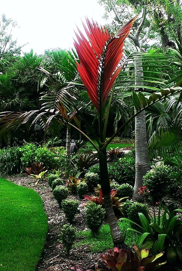 Red Flame Palm - 3 Live Plants in 4 Inch Growers Pots - Chambeyronia Macrocarpa - Extremely Rare Ornamental Palms from Florida