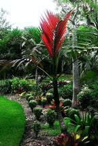 Red Flame Palm - Live Plant in a 4 Inch Growers Pot - Chambeyronia Macrocarpa - Extremely Rare Ornamental Palms from Florida