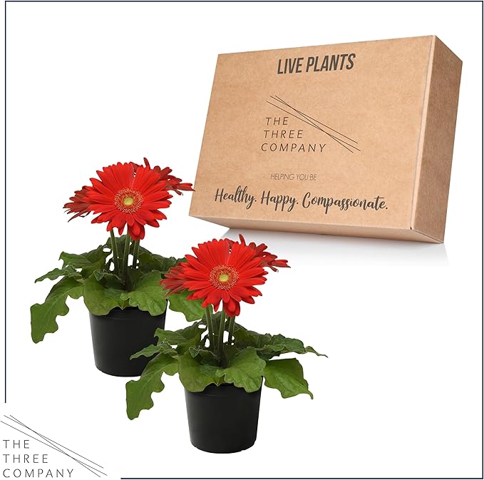 Live Flowering Gerbera Daisies - Red (2 Plants Per Pack) - Beautiful Spring Flowers - 12" Tall by 5" Wide in 1 Qt Pot