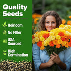 HOME GROWN Petite French Marigold Seeds 329+ Flower Seeds for Planting Outdoors Non GMO Easy to Grow Companion Plant & Quick Blooming Pollinator Heirloom Wildflower Seed (Tagetes patula)