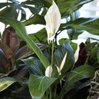 Altman Plants Peace Lily Plant Decor with 6 Inch White Plant Pot, Easy to Grow House Plant, Desk Plant & Office Plant, Easy Plant Gift, Air Purifying Plants Grow in Indoor Plant Potting Soil Mix