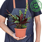Calathea Lancifolia Rattlesnake Live Plant for Indoor | Different Houseplants in 4'' & 6'' Pot | Real House Plant for Living Room, Office, Desk & Bathroom | Peacock Zebra