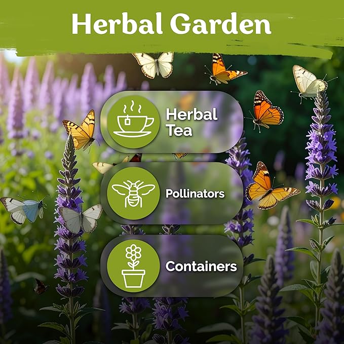 KVITER 800 Hyssop Seeds (Hyssopus Officinalis) - Syrian Oregano, Aromatic Medicinal Herb with Blue Flowers, Heirloom Seed Packets - Perennial Herb Seeds for Gardens, Containers & Outdoor Beds