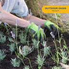 Costa Farms Lavender Live Outdoor Plants (2-Pack), Fragrant Perennial Flowers in 2-Quart Grow Pots, Aromatic Purple Blooms for Patio, Landscaping, Garden Beds, and Home Decor, Attracts Pollinators