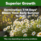 HOME GROWN German Chamomile Seed Pack 2,280 Non GMO Heirloom Seeds for Planting for Sustainable Gardens and Soothing Medicinal Herbal Teas (Matricaria chamomilla)