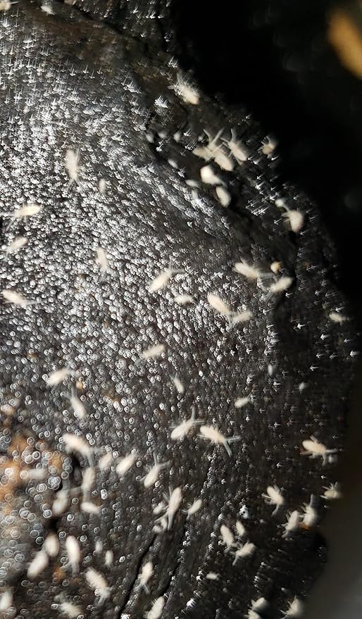 Live Tropical Springtails with 16 oz Washed Charcoal, Starter Kit for breeding, bioactive Clean up Crew for terrariums