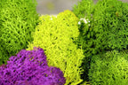 Super Moss (21708) Reindeer Moss Preserved, Chartreuse, Appx. 2 Ounce