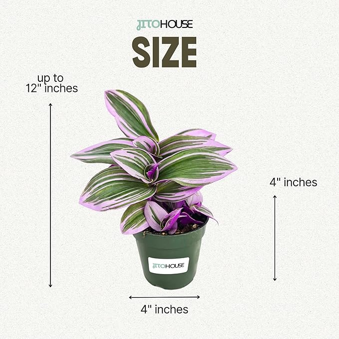 Tradescantia Bubblegum Nanouk Purple Plant - Fully Rooted Rare Houseplant for Home Office Wedding Decorations | Indoor and Outdoor - JitoHouse