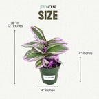 Tradescantia Bubblegum Nanouk Purple Plant - Fully Rooted Rare Houseplant for Home Office Wedding Decorations | Indoor and Outdoor - JitoHouse