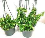 6" Hoya Compacta aka Hoya Hindu Rope in Hanging Pot Live Hoya Plant Air-Purifying Plant(Hoya Compacta, 6" Hanging Pot with Multiple Plants, Very Short Right Now)