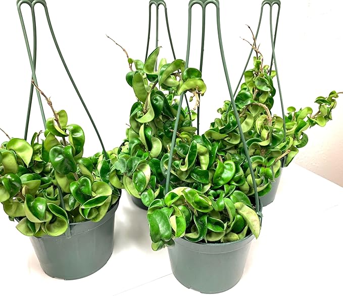 6" Hoya Compacta aka Hoya Hindu Rope in Hanging Pot Live Hoya Plant Air-Purifying Plant(Hoya Compacta, 6" Hanging Pot with Multiple Plants, Very Short Right Now)