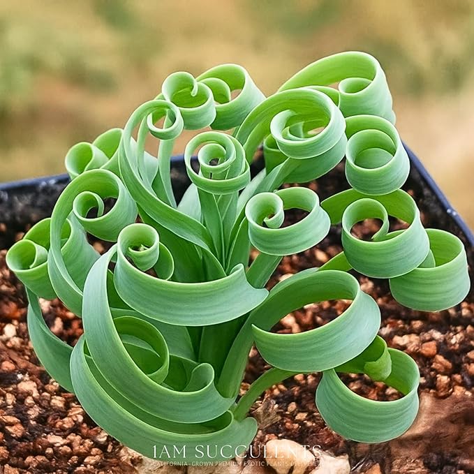 Albuca concordiana – Rare Spiral Albuca Bulb – Unique Curly Leaf Succulent – Easy Care Indoor/Outdoor Plant – One Bulb/Plant Only – Grown from California-Based Nursery – by 1am Succulents