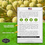 Angelica Seeds for Planting - Medicinal Herb Garden Seed to Grow Angelica Archangelica - Edible Traditional Healing Herb, Biennial Plant - Survival Garden Seeds (2 Packs)