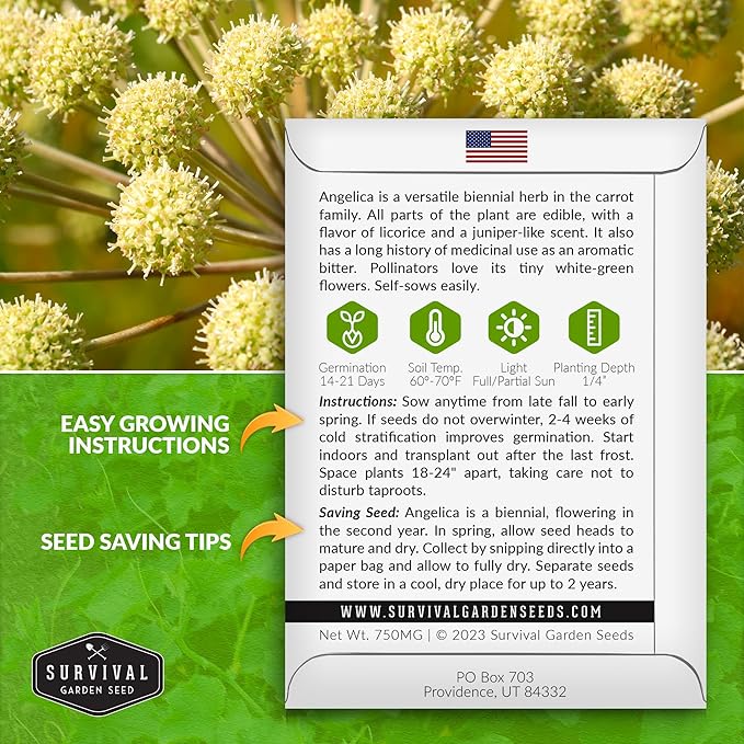 Angelica Seeds for Planting - Medicinal Herb Garden Seed to Grow Angelica Archangelica - Edible Traditional Healing Herb, Biennial Plant - Survival Garden Seeds (1 Pack)