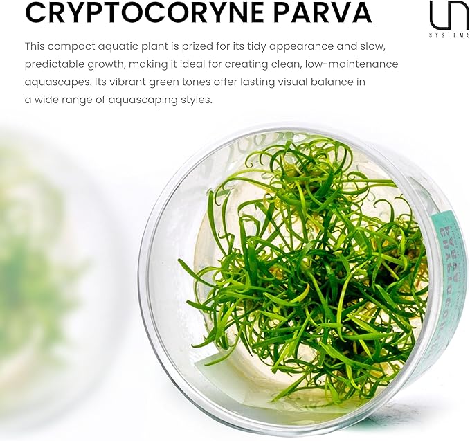 Ultum Nature Systems Cryptocoryne Parva Tissue Culture Live Plant for Aquarium, Freshwater Fish Tank, Aquascaping - 100% Snail Free in Vitro