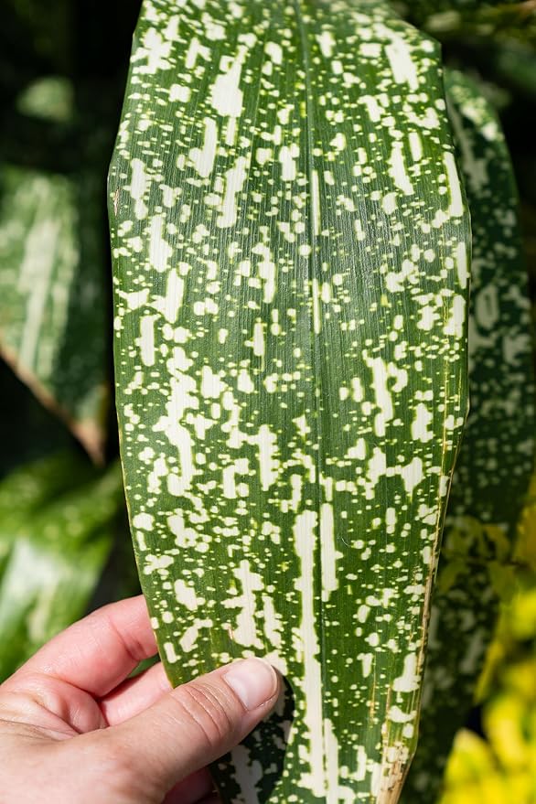 1.5 Gal Tokyo Skies Aspidistra - Variegated Cast Iron Plant