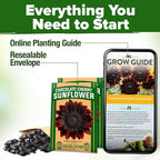 HOME GROWN Chocolate Cherry Sunflower Seeds – 150 Heirloom Non-GMO Seeds – Burgundy Sunflowers for Planting – Tall Garden Flowers that Attract Pollinators & Butterflies (Helianthus annuus)