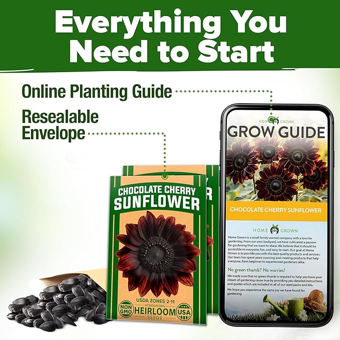 HOME GROWN Chocolate Cherry Sunflower Seeds – 150 Heirloom Non-GMO Seeds – Burgundy Sunflowers for Planting – Tall Garden Flowers that Attract Pollinators & Butterflies (Helianthus annuus)