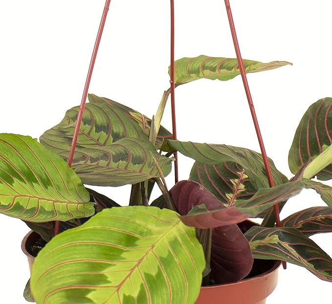 Shop Succulents Maranta Red, Hanging Live Indoor Plant, Prayer Plant, Easy Care Hanging Trailing Houseplant in Nursery Pot, Air Purifying Plant in Soil, Housewarming, Home Décor, Trails 1-2 Feet