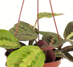 Shop Succulents Maranta Red, Hanging Live Indoor Plant, Prayer Plant, Easy Care Hanging Trailing Houseplant in Nursery Pot, Air Purifying Plant in Soil, Housewarming, Home Décor, Trails 1-2 Feet