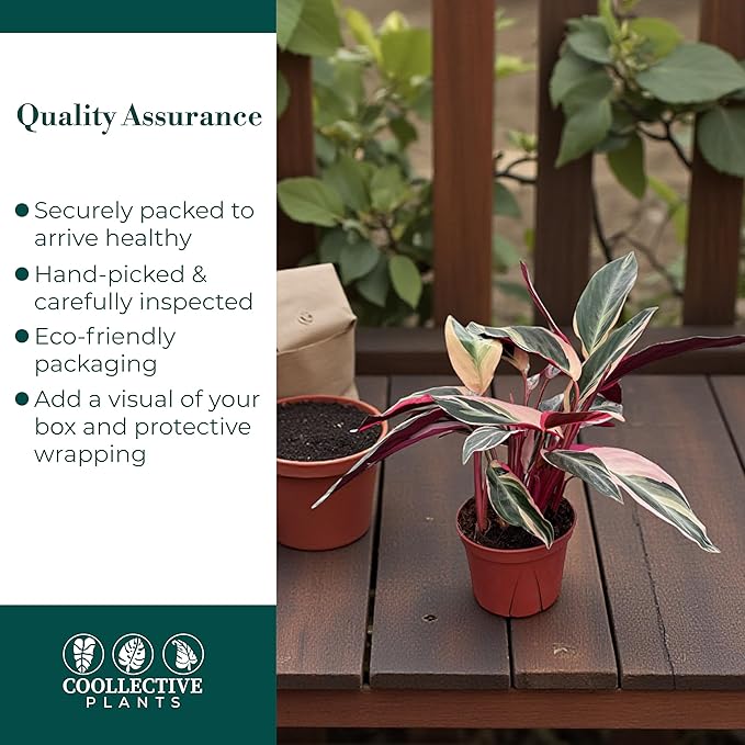Stromanthe Triostar Live Plant in 6" Pot – Tricolor Indoor Houseplant, Pink Green White Variegated Foliage, Easy Care, Low Maintenance, Pet Friendly