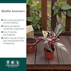 Stromanthe Triostar Live Plant in 6" Pot – Tricolor Indoor Houseplant, Pink Green White Variegated Foliage, Easy Care, Low Maintenance, Pet Friendly