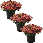Live Flowering Osteospermum Plant - Copper Amethyst (3 Plants Per Pack) - Beautiful African Daisies - Early Spring Color - 12" Tall by 5" Wide in 1 Qt Pot