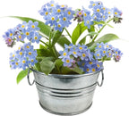 Unique Gardener Grow Your Own Forget-Me-Not Plant Seeds 3-Pack, DIY Indoor Succulents and Live Plants for Home or Garden Planting, Lil Bucket of Love