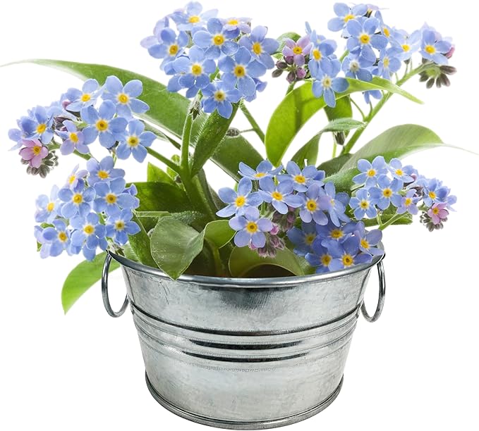 Unique Gardener Grow Your Own Forget-Me-Not Plant Seeds 3-Pack, DIY Indoor Succulents and Live Plants for Home or Garden Planting, Lil Bucket of Love