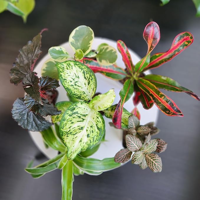 Tillandsia Air Plants Live Indoor Plants (50 Pack), Air Plants Bulk Party Favors or Wedding Favors Live Plants, Air Plant Lover Gifts, DIY Terrarium Kit, Air Succulents Plants Live by Plants for Pets