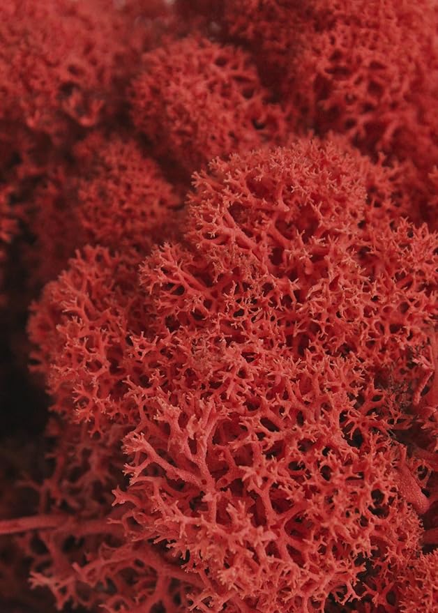 SuperMoss 7 59834 21785 5 Reindeer Moss Preserved, Appx. 3 lb Bulk Case, Red