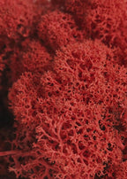SuperMoss 7 59834 21785 5 Reindeer Moss Preserved, Appx. 3 lb Bulk Case, Red