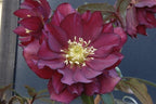 Perennial Farm Helleborus Winter Jewels ‘Red Sapphire’ – Live Lenten Rose in 1 Quart, Deep Red Blooms, Early Spring Color, Shade Loving, Deer Resistant, Ideal for Borders & Woodland Gardens