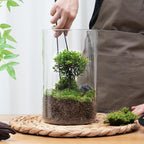 Desktop Glass Plant Terrarium with Grow Light (H:9.8" D:5.9"), for Succulent, Moss, Miniature Gardening Landscape, Betta Fish Tank, Office Home Decoration, Plant Lovers Gifts
