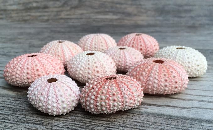 Nautical Crush Trading Sea Urchins Shells for Air Plants - 10 Pink (1-2") Sea Urchin Shells - Hanging Air Plant Holder - Air Plants Live Holders - No Plants Included