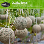 Melon Seeds for Planting Variety Pack – 6 Heirloom Cantaloupe, Honeydew & Watermelon Types – Honey Rock, Hale’s Best, Tendersweet, Georgia Rattlesnake – Survival Garden Seeds