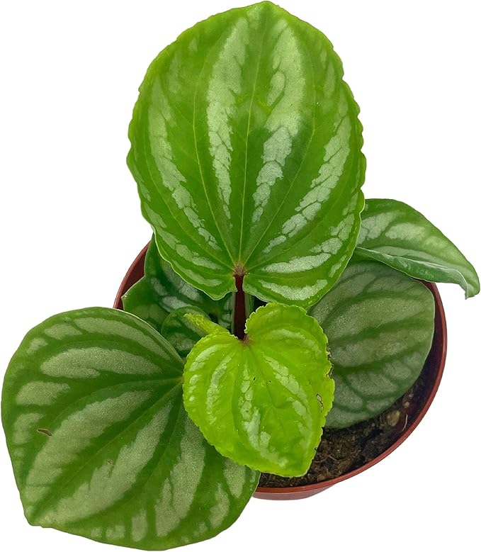 BubbleBlooms Peperomia Ecuador, 4 inch, Rare Pep Argyreia, Exotic House Plant