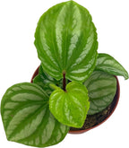 BubbleBlooms Peperomia Ecuador, 4 inch, Rare Pep Argyreia, Exotic House Plant