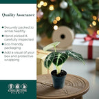 Alocasia Ninja | Live Plant in a 2 or 4 Inch Growers Pot, Live Indoor, Easy to Grow, Easy to Care, and Low Maintenance Houseplant (2-inch Pot)